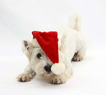 West Highland White Terrier, Betty, wearing a Father Christmas hat.