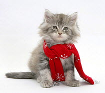 Maine Coon kitten wearing a Christmas scarf.
