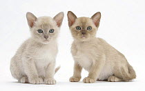 Two Burmese kittens, 7 weeks
