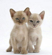 Two Burmese kittens, 7 weeks