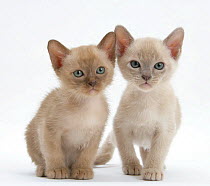 RF- Two lilac  Burmese kittens, aged 7 weeks. (This image may be licensed either as rights managed or royalty free.)