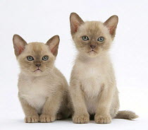 Two lilac Burmese kittens, 7 weeks
