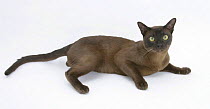Brown Burmese male cat, Murray, 9 months, lying with head raised