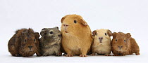 Mother Guinea pig and four baby Guinea pigs, each a different colour.