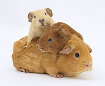 Mother Guinea pig with two babies riding on her back.
