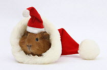 Baby Guinea pig in and wearing a Father Christmas hat.