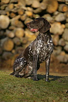 German Pointer bitch, smooth haired, sitting outside.