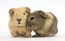 Two Baby Guinea pigs.