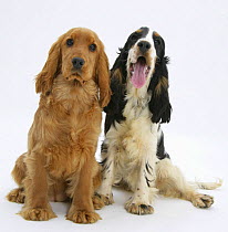 Red / golden and tricolour English Cocker Spaniels.