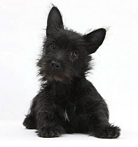 Black Terrier-cross puppy, Maisy, 3 months, lying with head raised