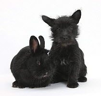 Black Terrier-cross puppy, Maisy, 3 months, with a black rabbit.