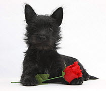 Black Terrier-cross puppy, Maisy, 3 months, with a red rose