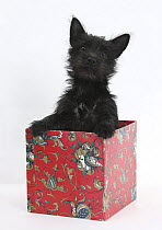 Black Terrier-cross puppy, Maisy, 3 months, playing in a box