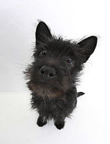 Black Terrier-cross puppy, Maisy, 3 months, sitting, looking up