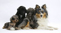 Shetland Sheepdog, Sapphire, and Shetland Sheepdog x Poodle puppies, 7 weeks