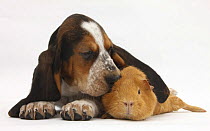 Basset Hound puppy, Betty, 9 weeks, with ear over a red guinea pig.