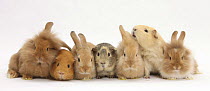 Assorted Sandy rabbits and Guinea pigs.