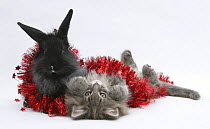 Maine Coon kitten, 8 weeks, and black baby Dutch x Lionhead rabbit with red christmas tinsel.