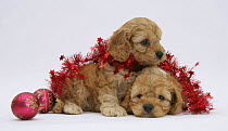 Two Golden Cockerpoo (Cocker spaniel x Poodle) puppies, 6 weeks, with red tinsel and Christmas baubles.
