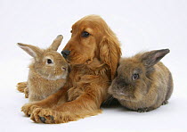 Red / golden English Cocker Spaniel, 5 months, with two rabbits.
