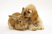 Buff American Cocker Spaniel puppy, China, 10 weeks, with Sandy Lionhead-cross rabbit.