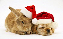 Buff American Cocker Spaniel puppy, China, 10 weeks, sleeping beside Sandy Lionhead-cross rabbit, both wearing Father Christmas hats.