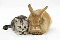 Silver tabby kitten and sandy Lionhead rabbit.