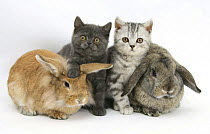 Grey kitten and silver tabby kitten with sandy Lionhead-cross and agouti Lop rabbits.