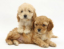 Two Golden Cockerpoo (Cocker spaniel x Poodle) puppies.