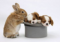 Rabbit with two Blenheim Cavalier King Charles Spaniel puppies sleeping in a top hat