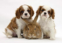 Two Blenheim Cavalier King Charles Spaniel puppies with Sandy Lionhead rabbit.