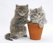 two Maine Coon kittens playing in a terracotta flowerpot.