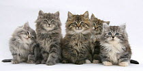 Five Maine Coon kittens, 8 weeks.