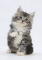 Maine Coon-cross kitten, 7 weeks, sitting with paw raised