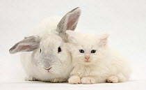White Maine Coon kitten sleeping next to a white rabbit.