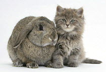 Maine Coon kitten, 7 weeks, with agouti Lop rabbit.