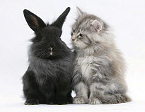 Maine Coon kitten, 8 weeks, and black baby Dutch x Lionhead rabbit.