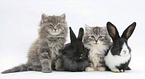 Two Maine Coon kittens, 8 weeks, with two baby Dutch x Lionhead rabbits.