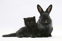 Black kitten with black Lionhead-cross rabbit.