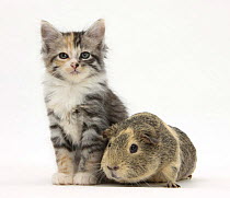 Guinea pig and Maine Coon-cross kitten, 7 weeks