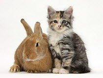 Ginger rabbit and Maine Coon-cross kitten, 7 weeks