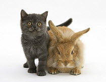 Grey kitten and sandy Lionhead rabbit.