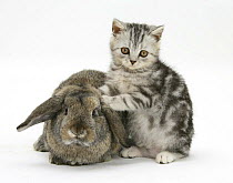 Silver tabby kitten and agouti Lop rabbit.