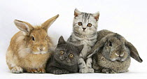 Grey kitten and silver tabby kitten with sandy Lionhead-cross and agouti Lop rabbits.