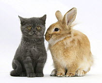Grey kitten with sandy Lionhead-cross rabbit.