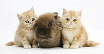 Two Ginger kittens with Lionhead rabbit.