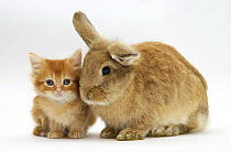 Ginger kitten with Lionhead-cross rabbit.
