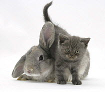 Grey kitten with grey windmill-eared rabbit.