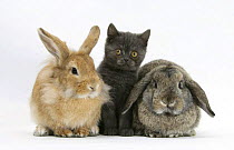 Grey kitten with sandy Lionhead-cross and agouti Lop rabbits.
