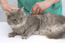 Vet administering a vaccination to Maine Coon female cat, Serafin.